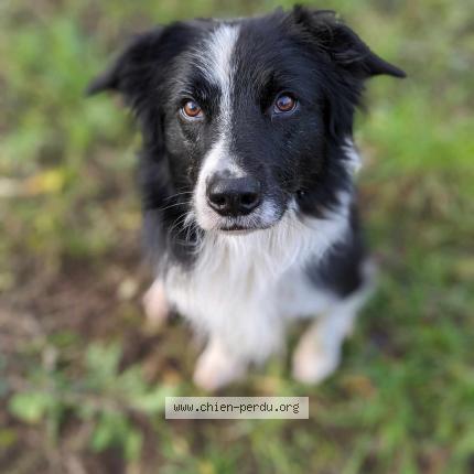 Photo 1/1 Chien retrouvé Perdu à Barbaira