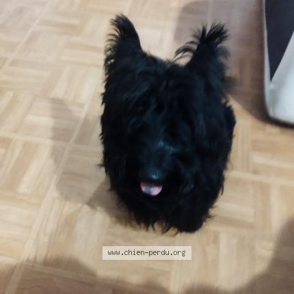 Photo 1/1 Chien retrouvé Trouvé à Ouilly le vicomte