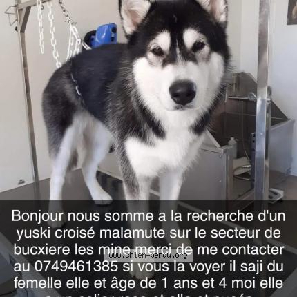 Photo de chien perdu à Buxieres Les Mines