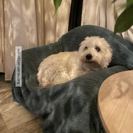 Photo de chien perdu à Les Pennes Mirabeau