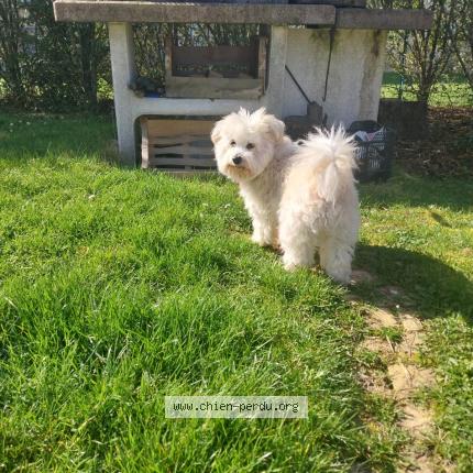 Photo 2/2 Chien retrouvé Perdu à Les Pennes Mirabeau