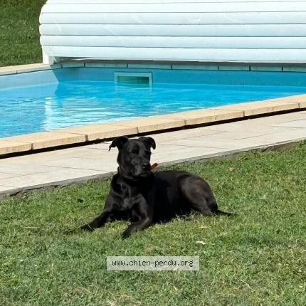 Photo 1/1 Chien retrouvé Perdu à Fiac