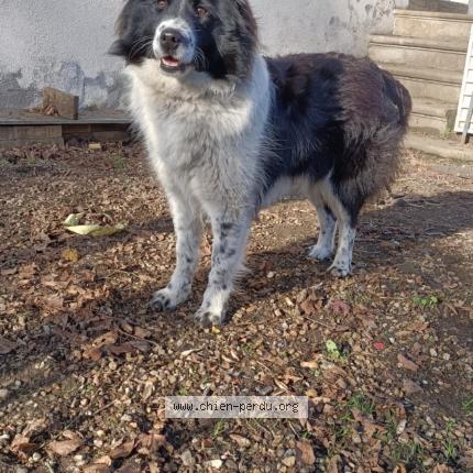 Photo 1/1 Chien retrouvé Perdu à Nevers
