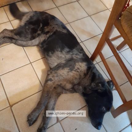 Photo 1/1 Chien retrouvé Perdu à Oye