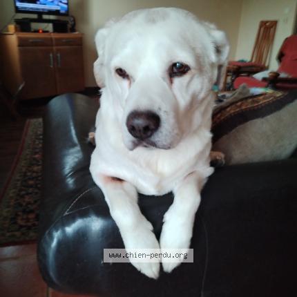 Photo 1/1 Chien retrouvé Perdu à Beaulieu sous la roche