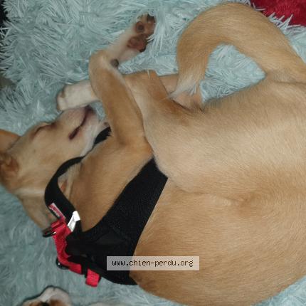 Photo 1/2 Chien retrouvé Perdu à Miribel