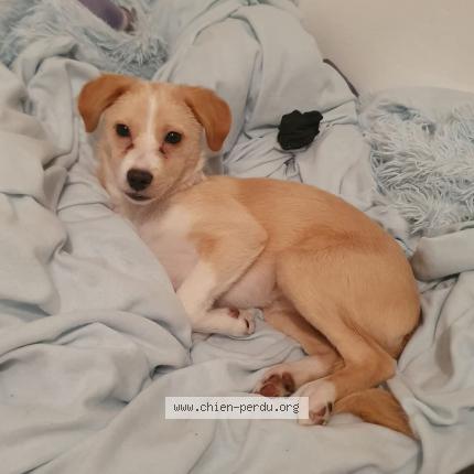 Photo 2/2 Chien retrouvé Perdu à Miribel