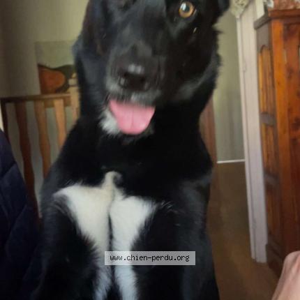 Photo 1/1 Thalia Chien perdu à Lanouaille