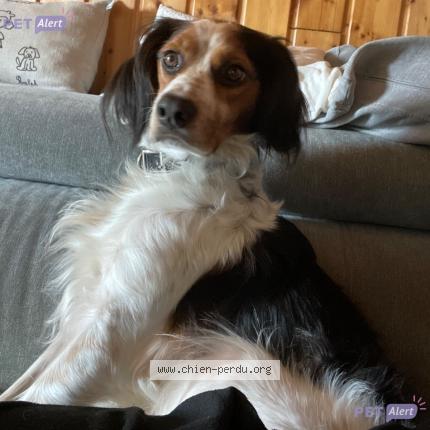 Photo de chien perdu à Martigne Ferchaud