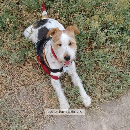 Photo 1/1 Chien retrouvé Perdu à Rochefort du gard