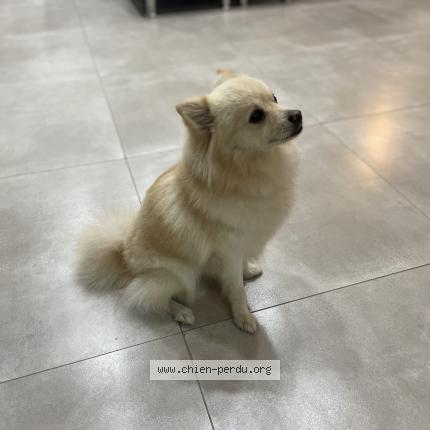 Photo 1/1 Chien retrouvé Perdu à Le cannet