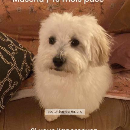 Photo 1/1 Chien retrouvé Perdu à Bonnieux