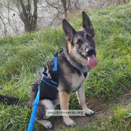 Photo de chien perdu à Fondettes