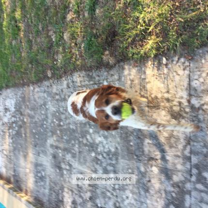 Photo de chien perdu à Nimes
