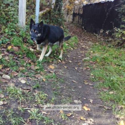 Photo de chien trouvé à Duingt