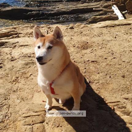 Photo 1/1 Chien retrouvé Perdu à Eveux