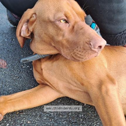 Photo 1/1 Chien retrouvé Trouvé à Coulounieix chamiers