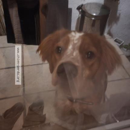 Photo 1/1 Chien retrouvé Trouvé à Cusset