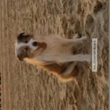 Photo 1/2 Chien retrouvé Perdu à Malaunay