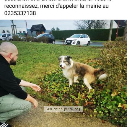 Photo 2/2 Chien retrouvé Perdu à Malaunay