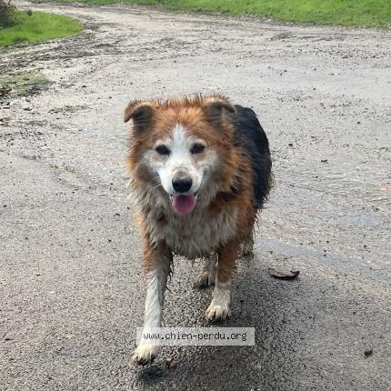 Photo 1/1 Chien retrouvé Perdu à Plenee jugon