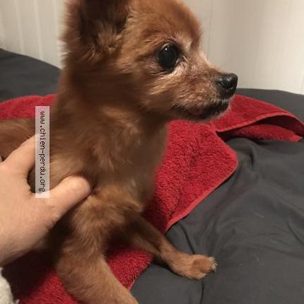 Photo 1/1 Chien retrouvé Trouvé à Mauperthuis