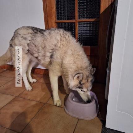 Photo 1/1 Chien retrouvé Trouvé à Chatenoy le royal