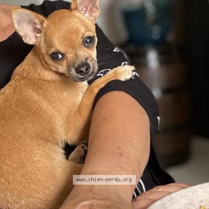 Photo 1/1 Chien retrouvé Perdu à Cornebarrieu