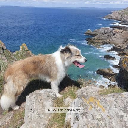 Photo 1/1 Chien retrouvé Perdu à Eslettes