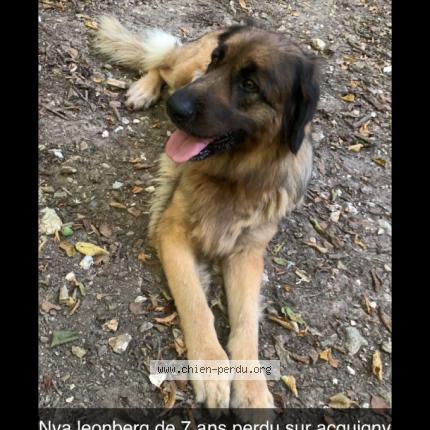 Photo de chien perdu à Acquigny