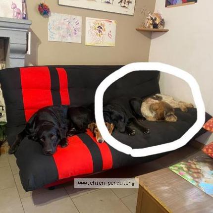 Photo 1/1 Chien retrouvé Perdu à Beaufay