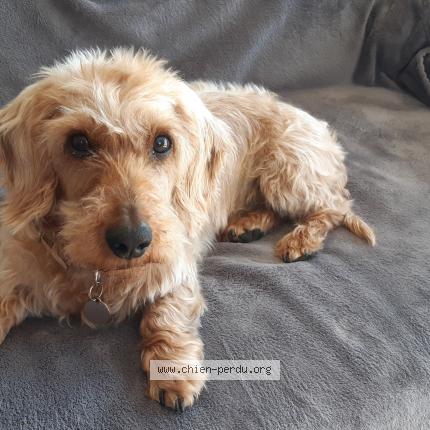 Photo 2/2 Enoch Chien perdu à Trevoux