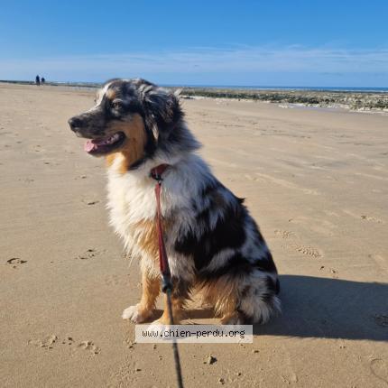 Photo 1/1 Chien retrouvé Perdu à St remy sur avre
