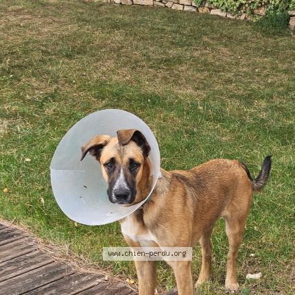 Photo de chien perdu à Lapalud