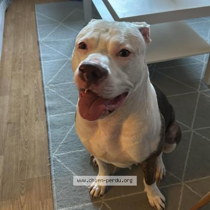 Photo 1/1 Chien retrouvé Trouvé à Noisy le sec