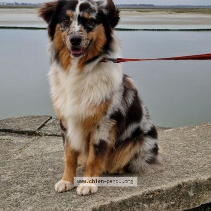 Photo 1/1 Chien retrouvé Perdu à Saint remy sur avre