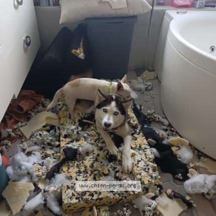 Photo 1/1 Chien retrouvé Trouvé à Castelssarasin