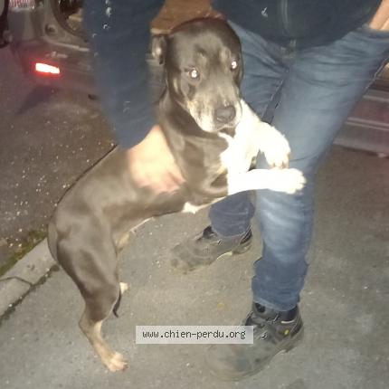 Photo de chien trouvé à Vauclerc