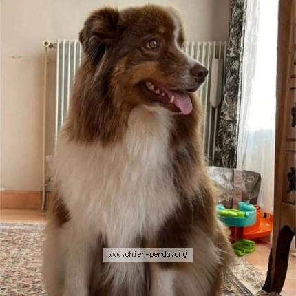 Photo 1/1 Chien retrouvé Perdu à Pessac