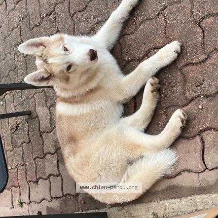 Photo de chien perdu à Machecoul