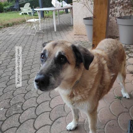 Photo de chien trouvé à Montluel