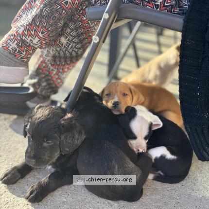 Photo de chien perdu à Virigneux