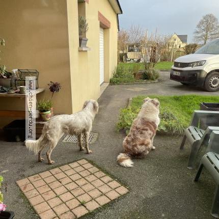 Photo de chien trouvé à Brie