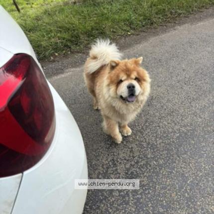 Photo de chien perdu à Hannapes