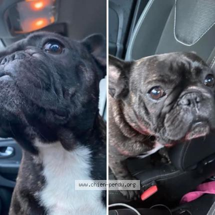 Photo de chien trouvé à Gradignan