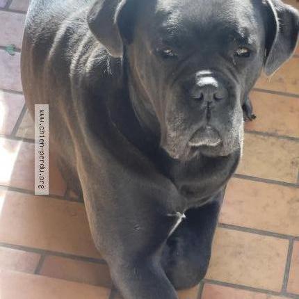 Photo 1/2 Chien retrouvé Perdu à Pujols