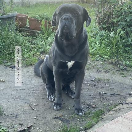 Photo 2/2 Chien retrouvé Perdu à Pujols