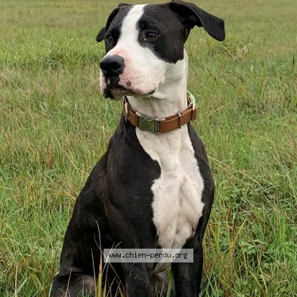 Photo de chien perdu à Villeneuve En Perseigne