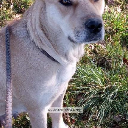 Photo 1/1 Nausicaa Chien perdu à Pommiers