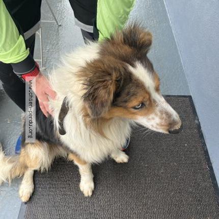 Photo de chien trouvé à Plechatel